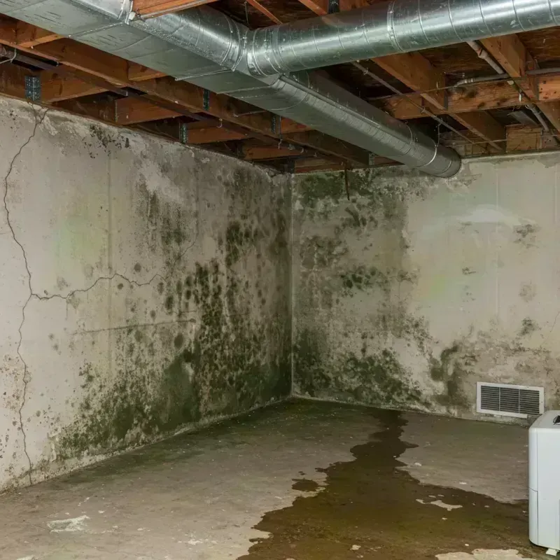 Professional Mold Removal in Cool Valley, MO